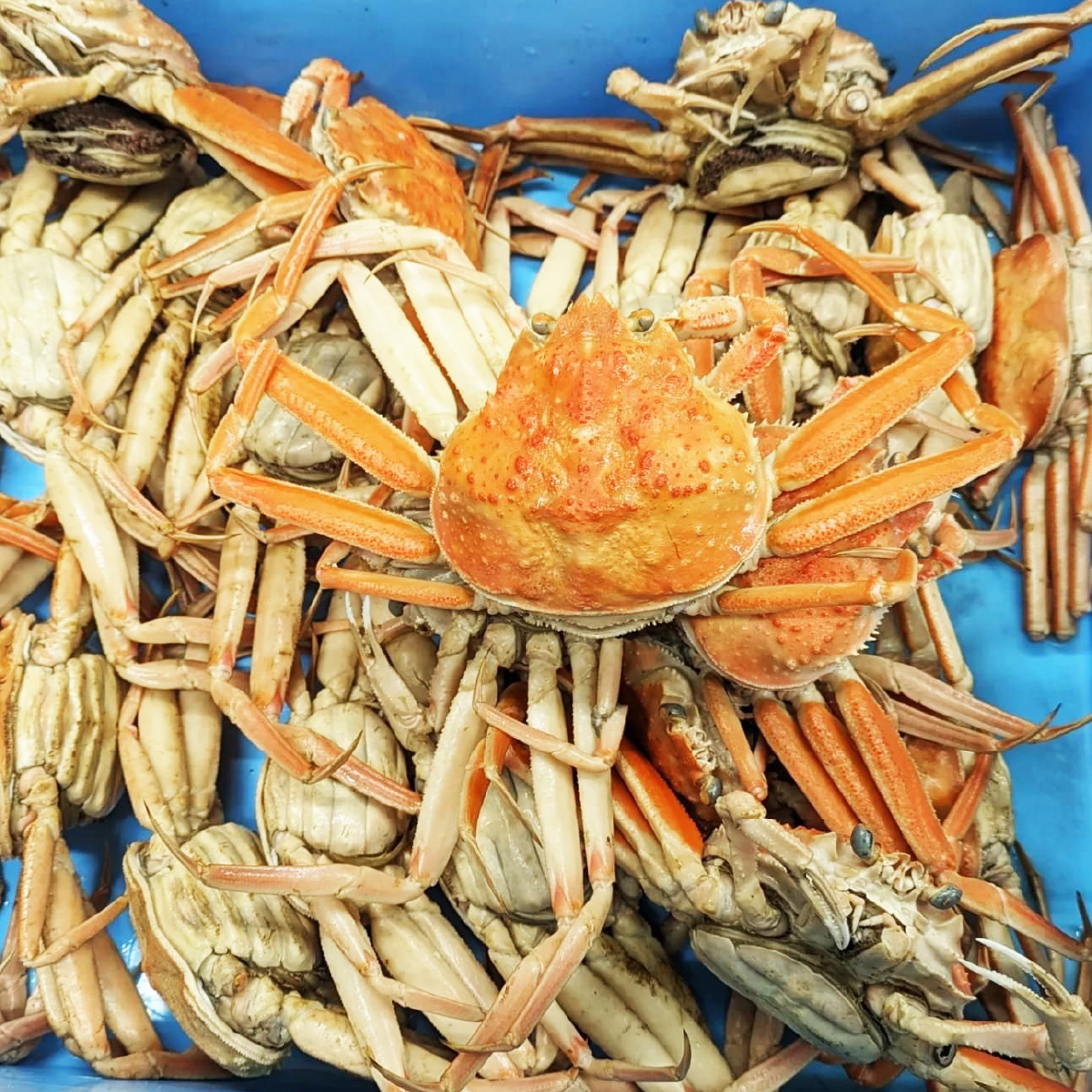 【大サイズ】セコガニの甲羅盛り 2個入りの画像9